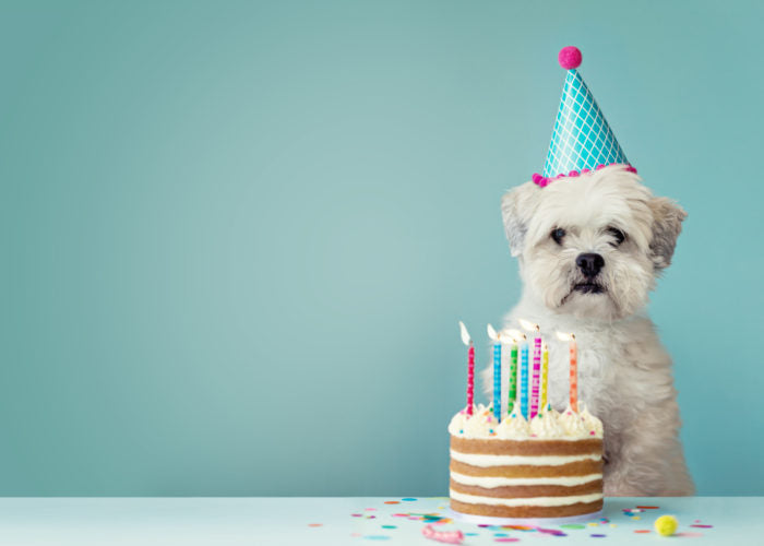 Celebritydogwatcher.com features deruj.com as best pet lovers gift center