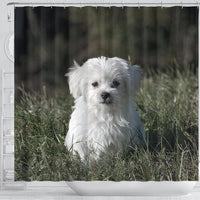 Cute Maltese Dog Print Shower Curtains-Free Shipping - Deruj.com
